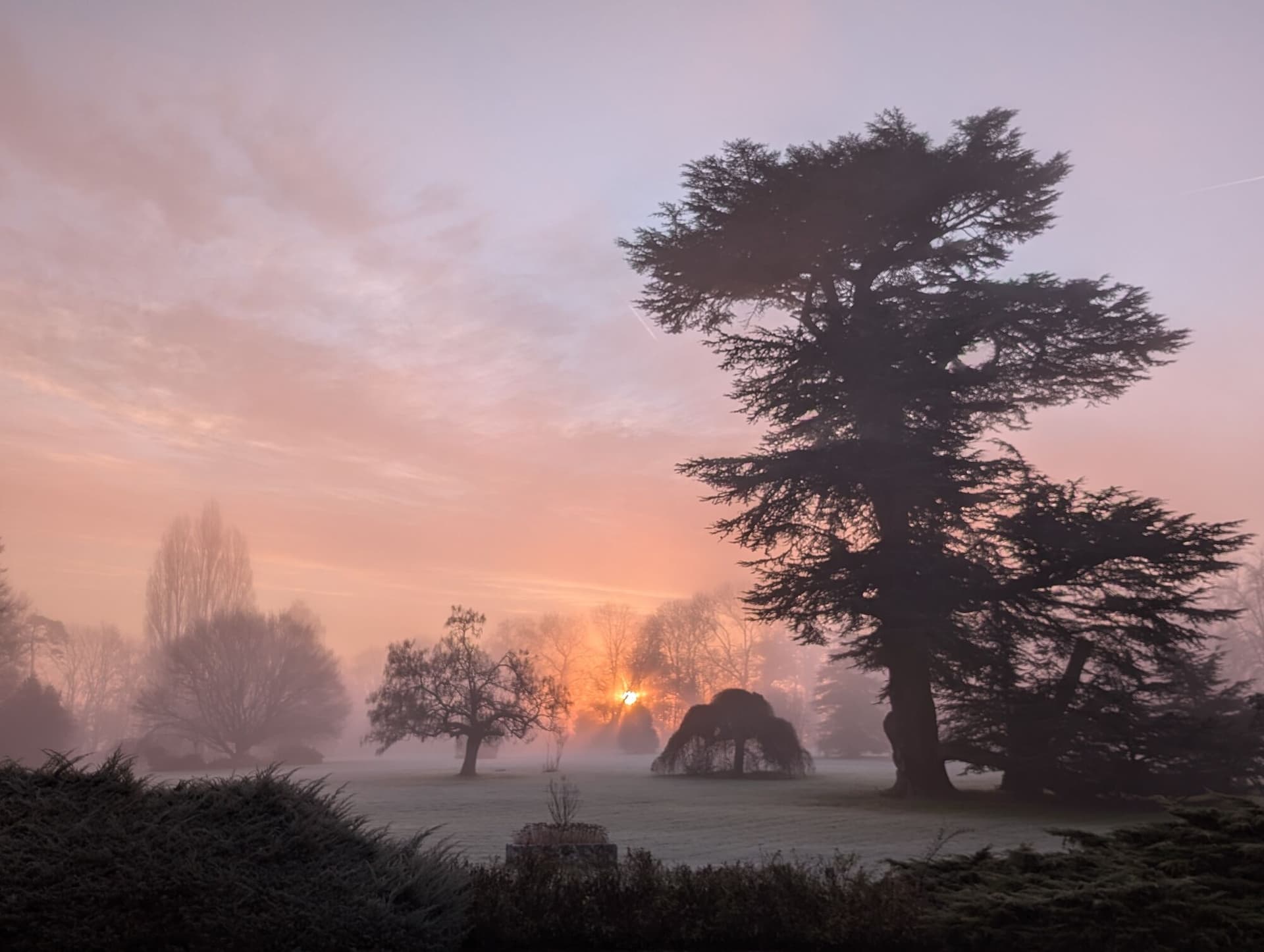 Le cèdre du parc dans la brume à l'aube